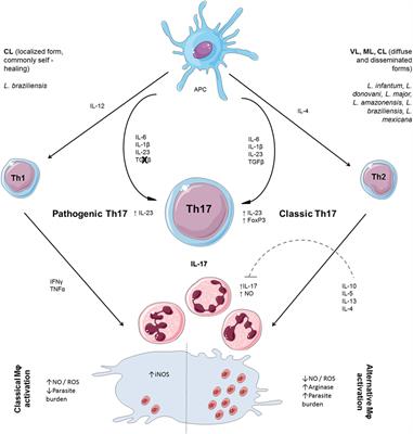 The <mark class="highlighted">Equivocal</mark> Role of Th17 Cells and Neutrophils on Immunopathogenesis of Leishmaniasis